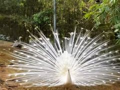 -泉州海丝野生动物世界