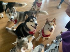 -Husky Go! 哈士奇体验馆·宠物咖啡厅狗咖