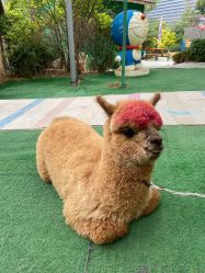 -萌宠亲子动物乐园(槐房万达店)