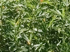 -墨尔本皇家植物园