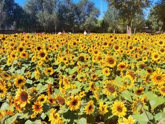 -长白岛森林公园