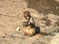 -西安秦岭野生动物园