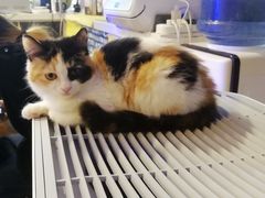 -平行世界·猫咖(首经贸店)