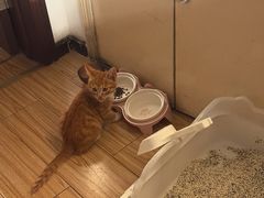 -瑞派长江宠物医院·猫科·外科·24小时夜护(谊城公寓分院)