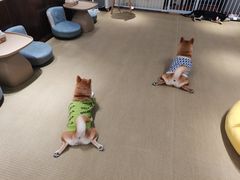 -逗柴咖啡屋·狗咖猫咖宠物桌游