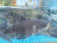 -浔味·山屿湖·正宗淳牌全鱼宴老字号