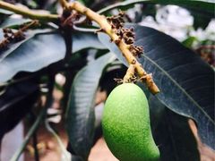 iphone_upload_pic-上海都市菜园