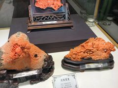 -东海珊瑚博物馆