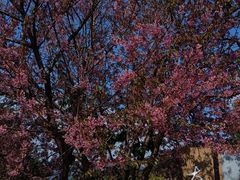 -福建土楼（华安）旅游区•大地土楼群