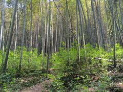 -西湖风景区十里琅珰-五云山