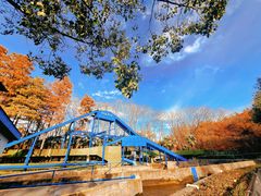 -上海共青森林公园