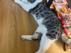 -国宝熊猫酒店(春熙路天府广场店)