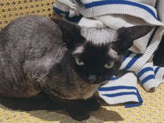 -琪喵猫屋·撸猫猫咖·猫舍