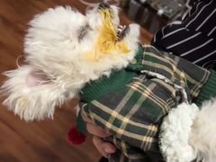 -安安宠物医院(情缘分院)