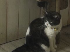 -海边的猫和咖啡馆