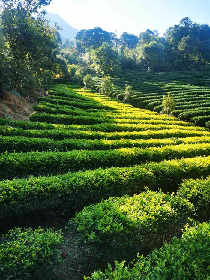 壹山大罗山茶园-"在清远大罗山7215有一座海拔520米7315,.