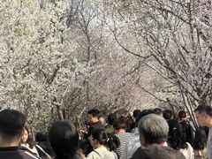 -桃花堤公园
