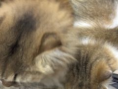 -御宝贝·A梦猫科宠物医院(国际猫友好医院)