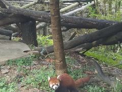 -都江堰中华大熊猫苑