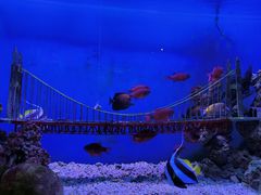 -太平洋海底世界