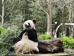 -都江堰中华大熊猫苑