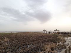 -哈素海