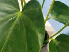 -眉州东坡(清河万象汇店)