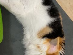 -乐派堂宠物医院·猫友好· 心脏科(东街店)