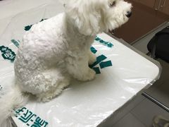 -瑞派宠物医院·24h·骨外科·皮肤科·全科宠物医疗转诊中心(沈阳浑南院)