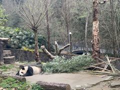 -都江堰中华大熊猫苑