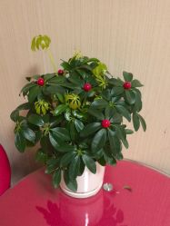 -Dr.林醫生产后修复·配方产康(南京江宁万达店)