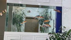 -金圣医疗美容