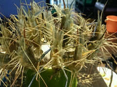 android_upload_pic-渔傅·蓝海岸霞浦海鲜(正祥店)