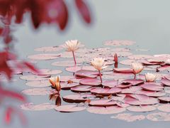 -白鹭湾湿地公园