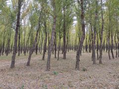 -野鸭湖国家湿地公园