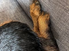 -纳吉亚猫专科动物诊疗中心(蒋宅口分院)