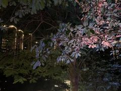 -广东花都湖国家湿地公园