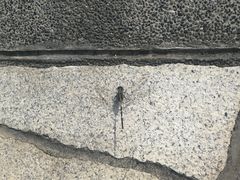-上海月湖雕塑公园