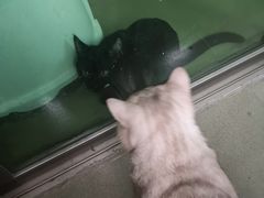-瑞鹏宠物医院·骨科·猫科·内科(第一中心)
