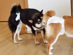 -南京Hallo宠物乐园·哈罗犬舍·柴犬繁育基地