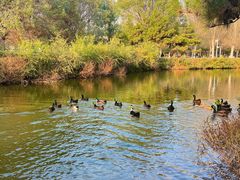 -长白岛森林公园