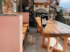 -喵屿·大理花园猫咖