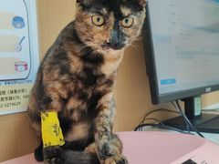 -瑞派康怡24h宠物医院·犬猫医疗中心·微创绝育(瑞景分院)