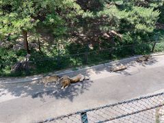 -大连森林动物园