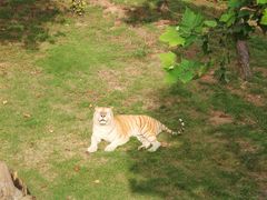 -西霞口神雕山野生动物世界
