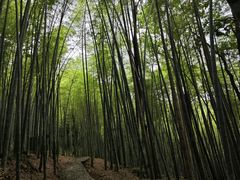 -上海佘山国家森林公园天马山园