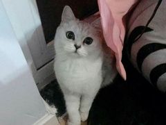 -伟伟宠物医院·瑞派猫友好医院·猫科(光谷店)