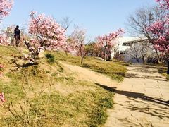 -石家庄市植物园