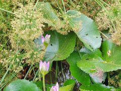 -海南热带雨林国家公园吊罗山景区
