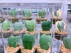 -KKV(深圳宏发大仟里店)